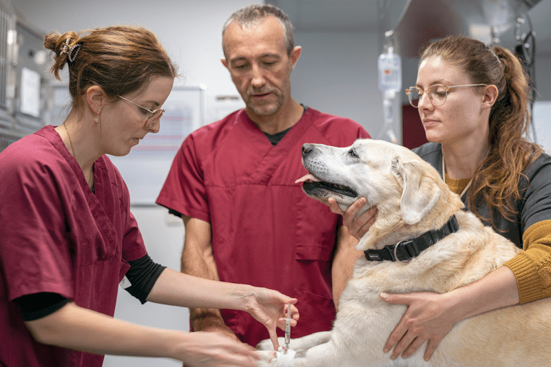 Vétérinaire canin remplaçant F/H image
