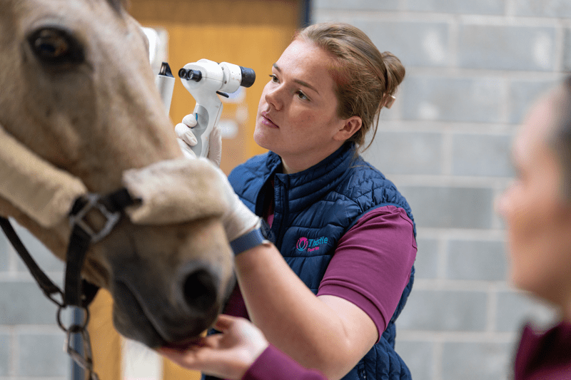 Vétérinaire (Équin & Petits Animaux) – Centre Vétérinaire des Templiers (Région Chimay) image