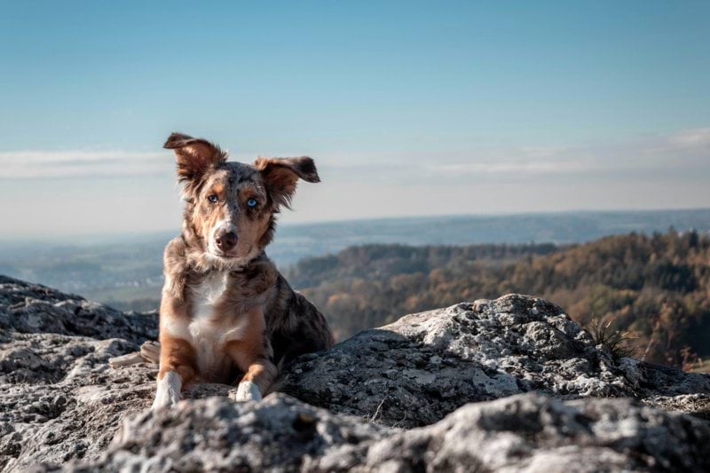 Product Sales Specialist - Pet Health - Remote image