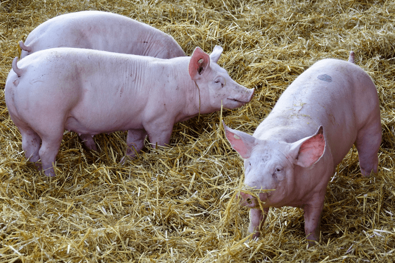 Pig keeper image