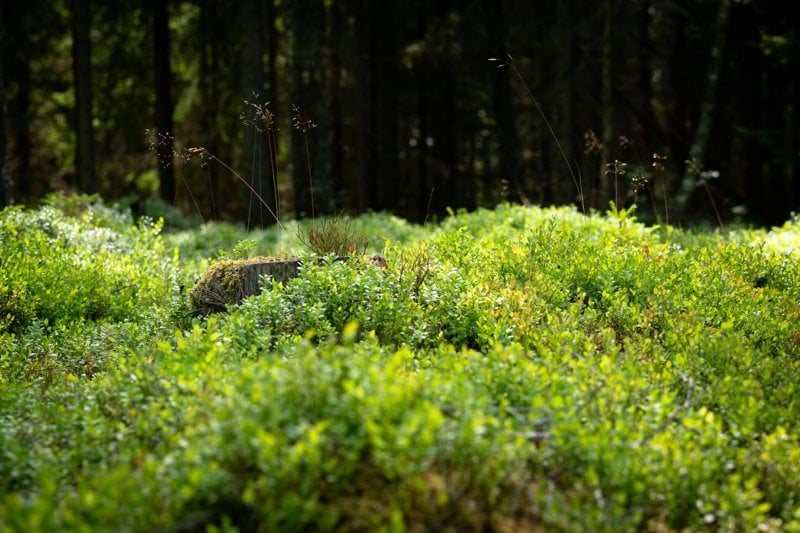 Erfaren projektör inom fjärrvärme fjärrkyla image
