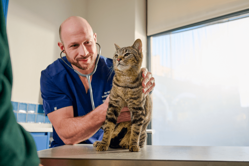 Veterinary Surgeon image