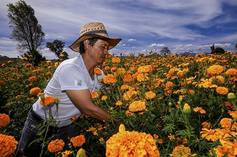 Operario de Cosecha image