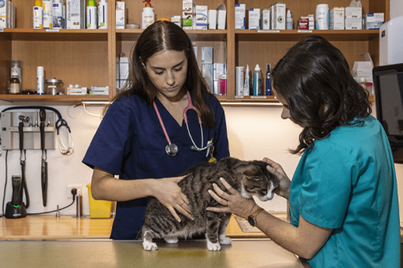 BOBIGNY - VETERINAIRE CANIN EN CDI 3 JOURS/SEMAINE (H/F) image