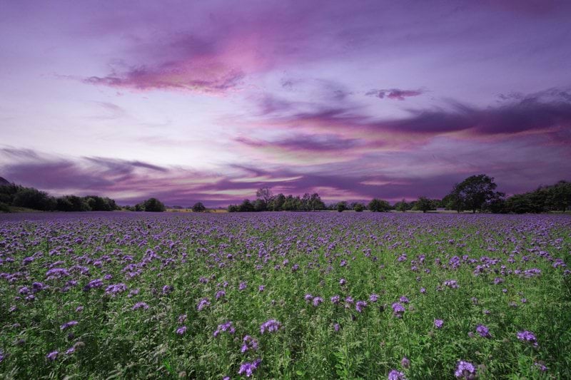 Purple flowers bloom under a vibrant sunset.