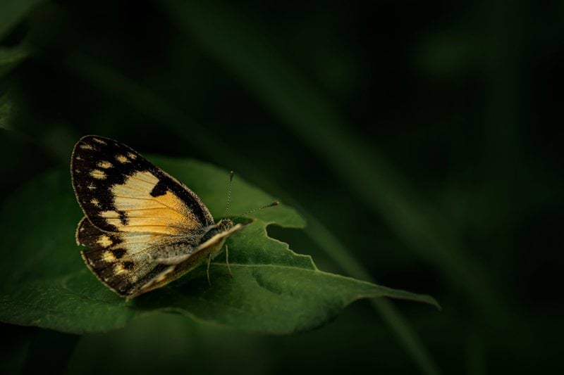 a yellow and black butterfly sitting on a green leaf