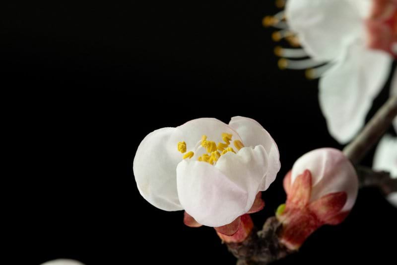 Delicate white cherry blossoms on a dark background