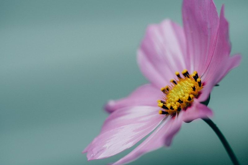 macro shot photography of pink petals flower