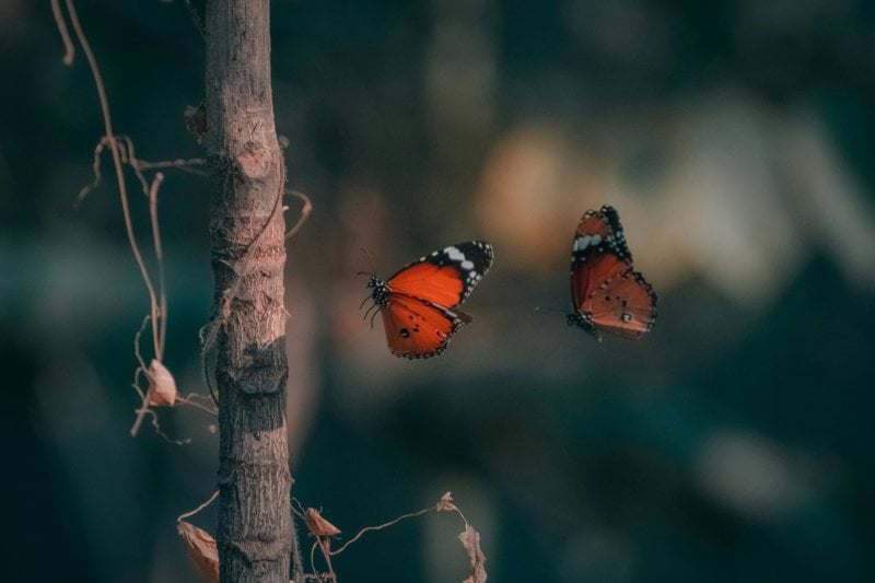 brown and black butterfly on brown tree branch