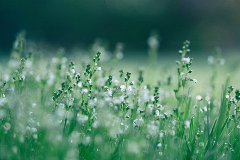 shallow focus photo of white flowers