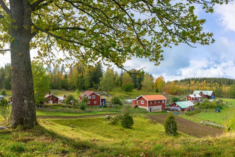 houses on grass field near forest