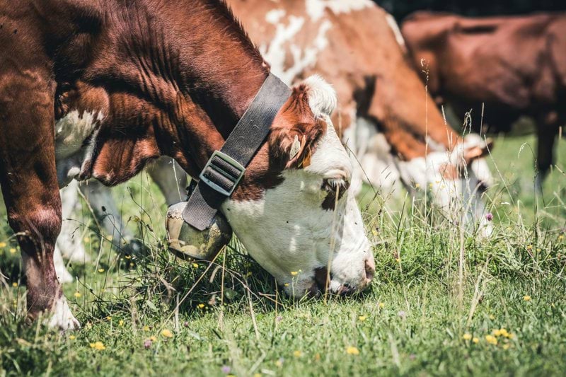 herd of cattle munching grass on field
