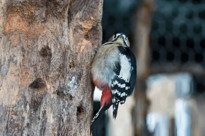 black and white bird on brown tree branch