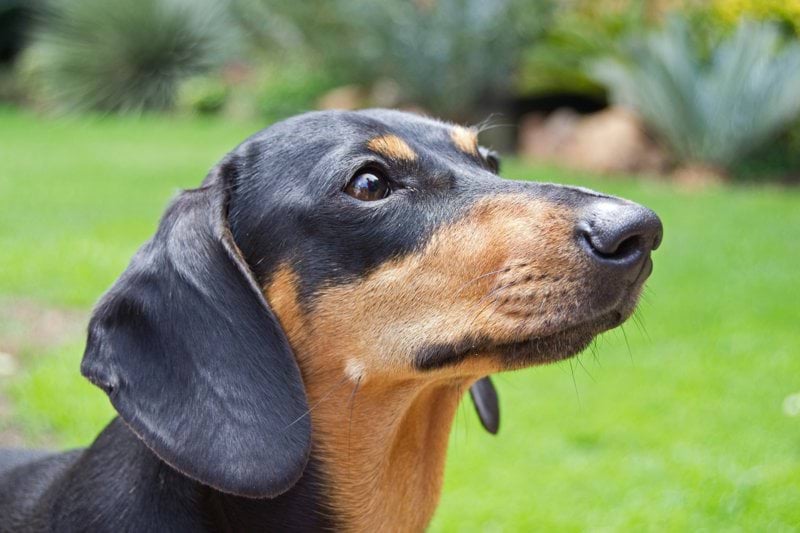 a black and brown dog standing on top of a lush green field