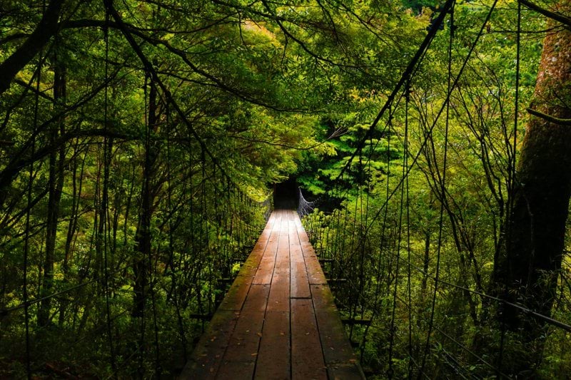 brown wooden bridge in the middle of green trees