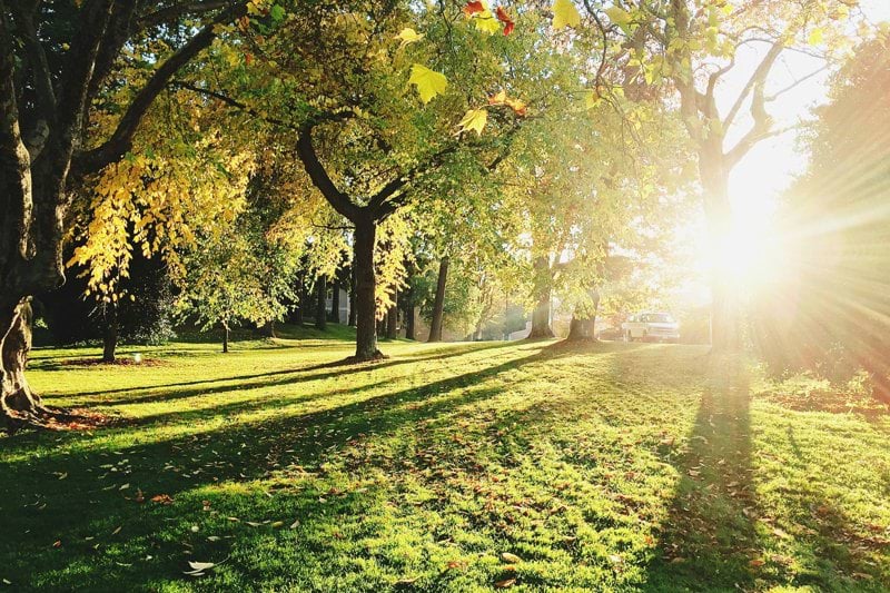 green trees during daytime