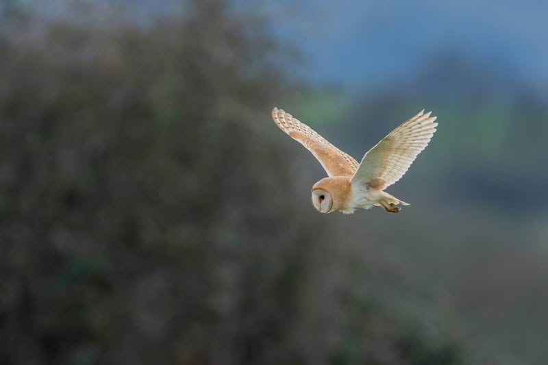 A bird flying in the air with trees in the background