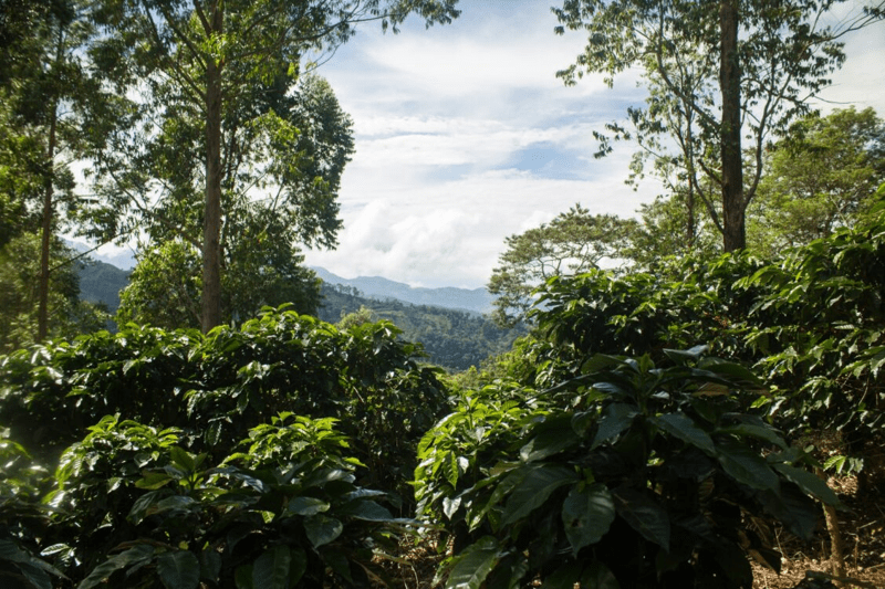 ECOM Costa Rica