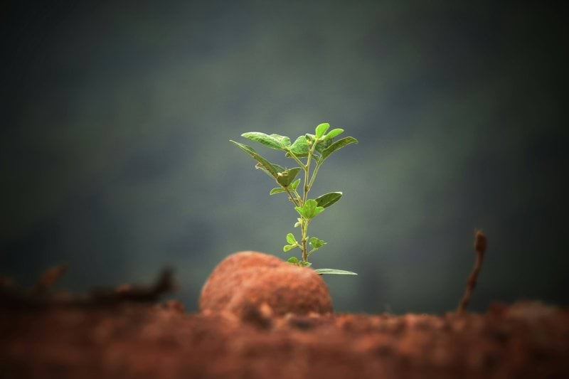 green leaf plant sprout