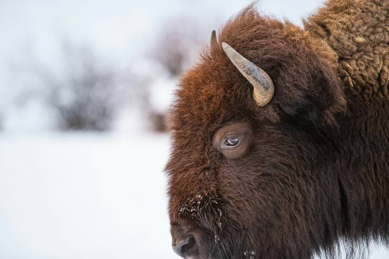 a close up of a bison in the snow