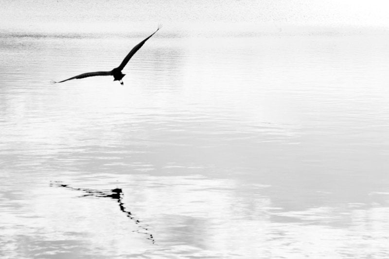 bird flying over the sea during daytime