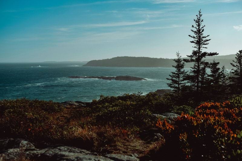 green trees near body of water during daytime