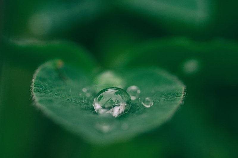 green leaf with water drops