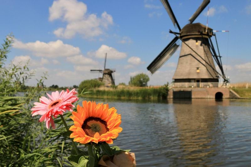 a person holding a flower in front of a windmill
