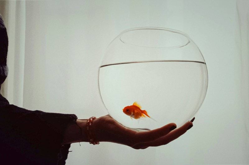 a person holding a goldfish in their hand