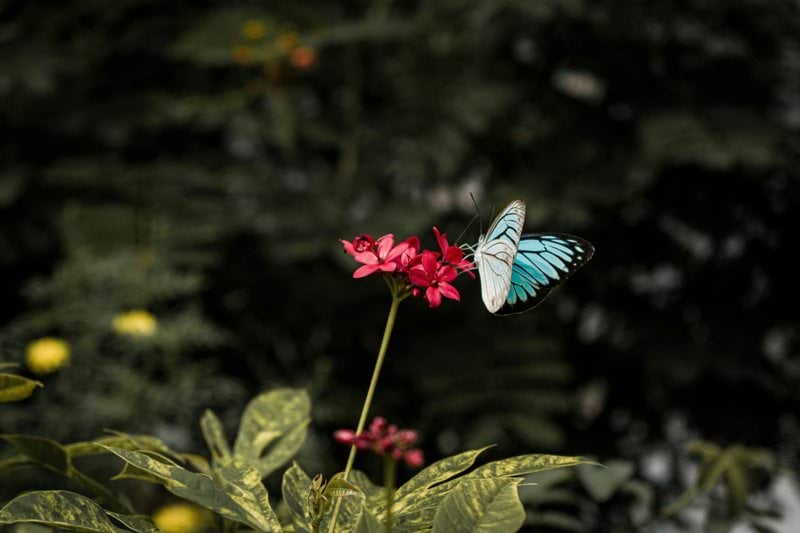 blue and black butterfly perched on pink flower in close up photography during daytime