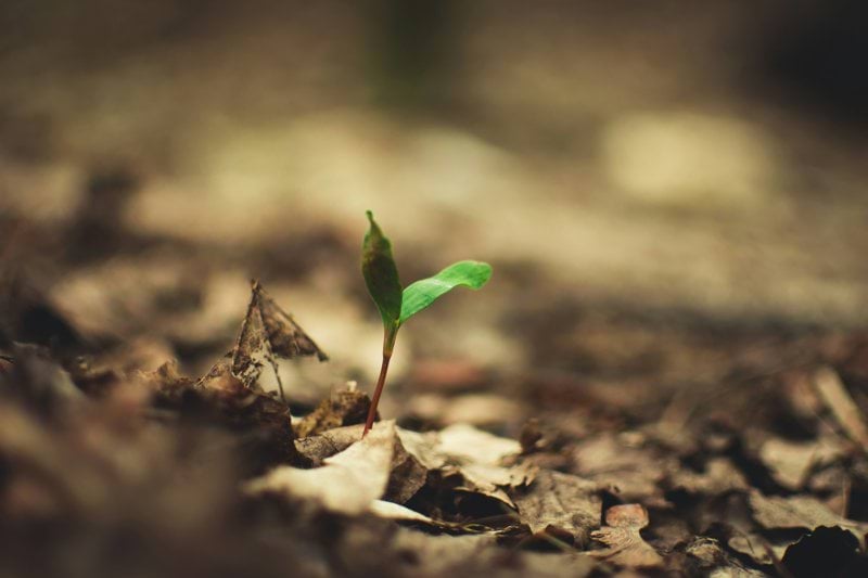 selective focus photography of green-leafed plant