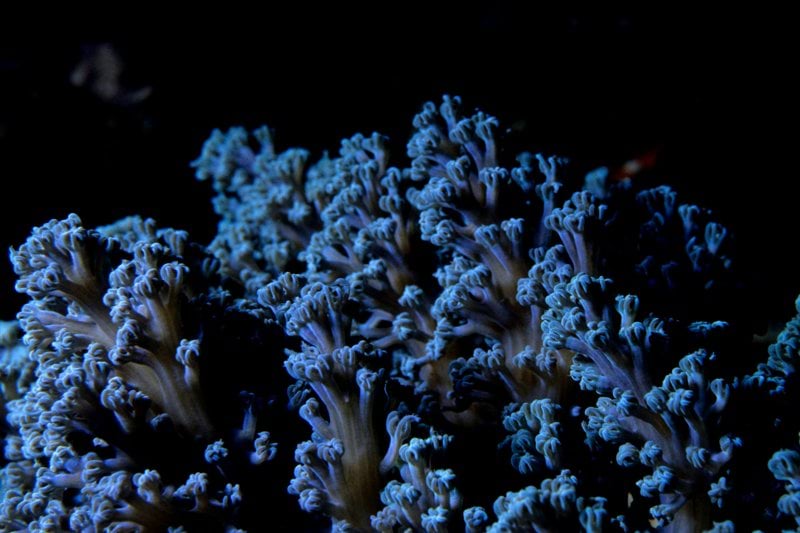 blue corals