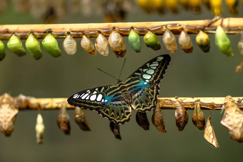 blue and black butterfly on brown stick