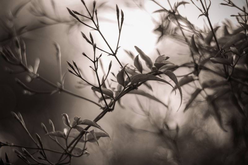 A black and white photo of a tree branch