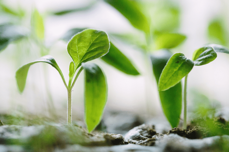 En planta som gror.
