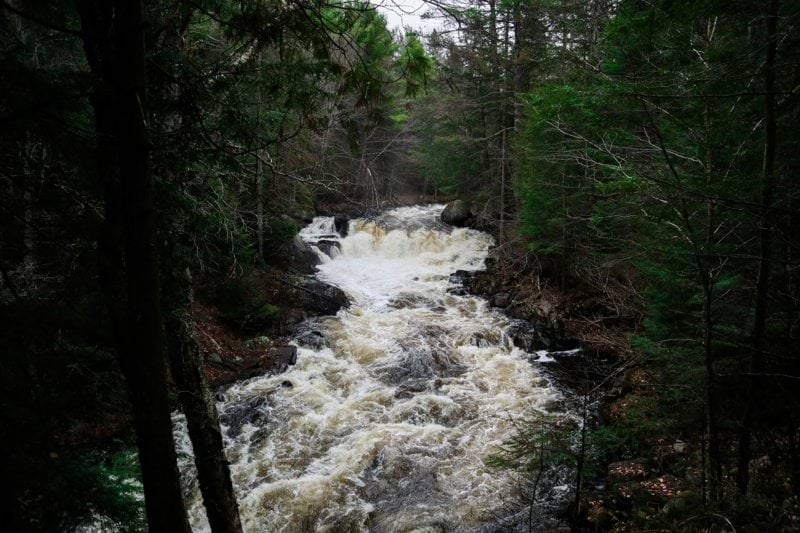 river in the middle of forest during daytime