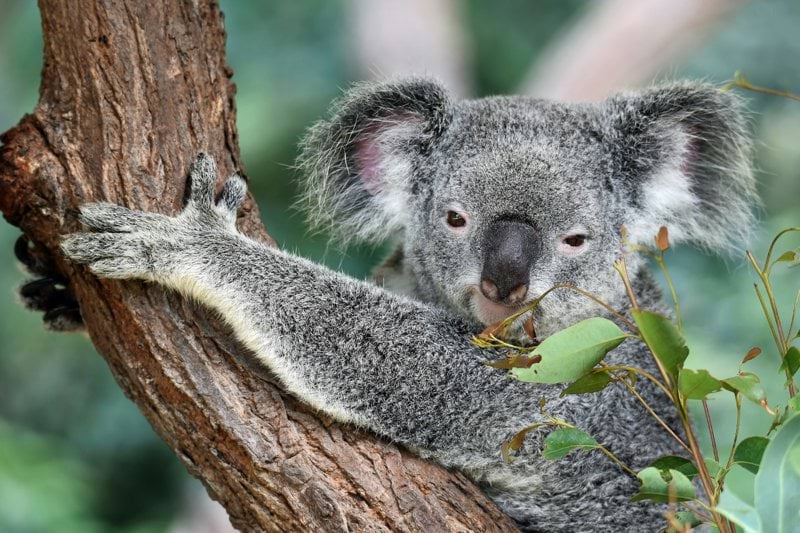 koala on tree