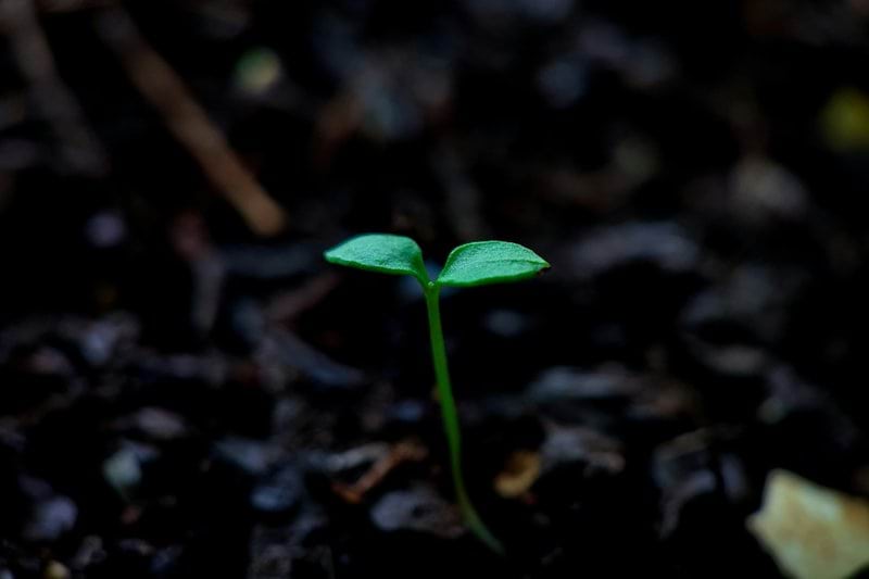 green leaf plant on ground