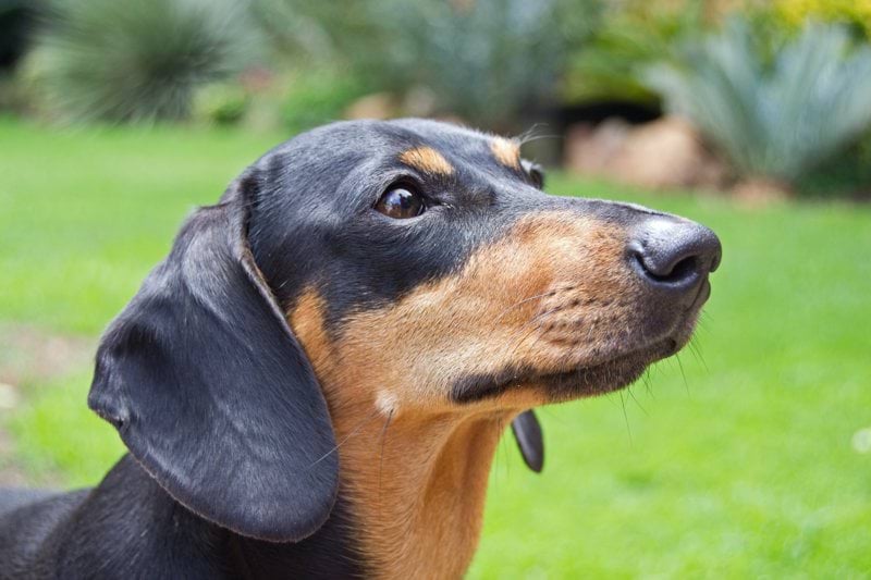 a black and brown dog standing on top of a lush green field