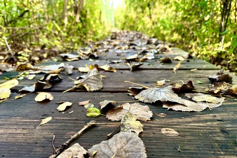 a wooden walkway with leaves on it in the woods