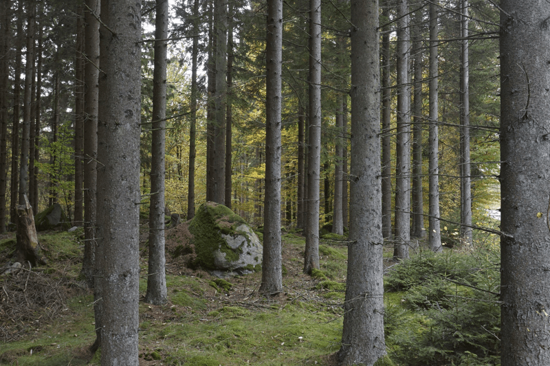 Skogsförvaltning med fokus på långsiktig skötsel och hållbart brukande av skog