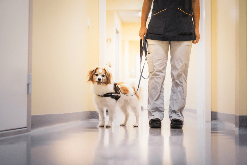 Hund på klinik
