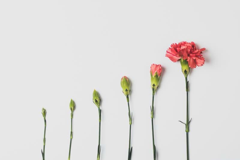 pink flower on white background