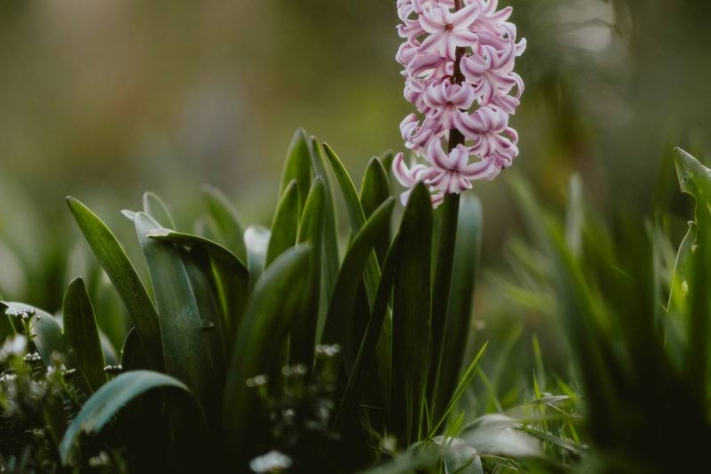 A pink hyacinth blooms in a green garden.