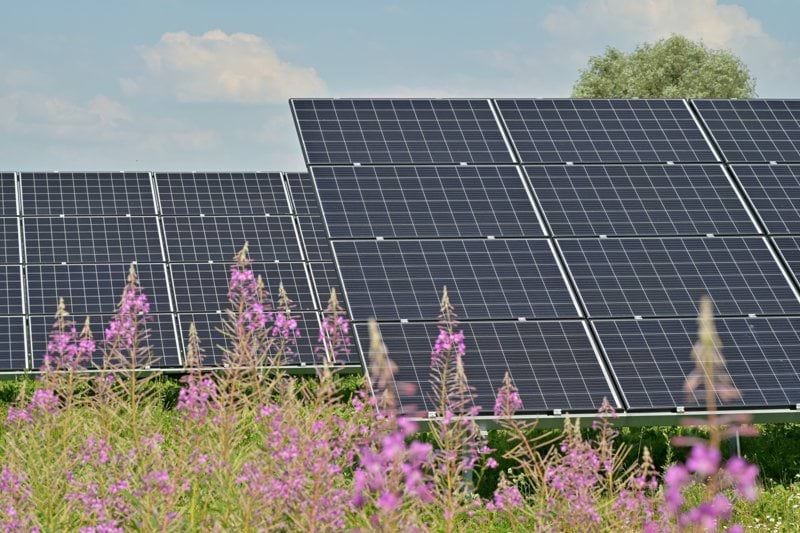 black solar panels on purple flower field during daytime