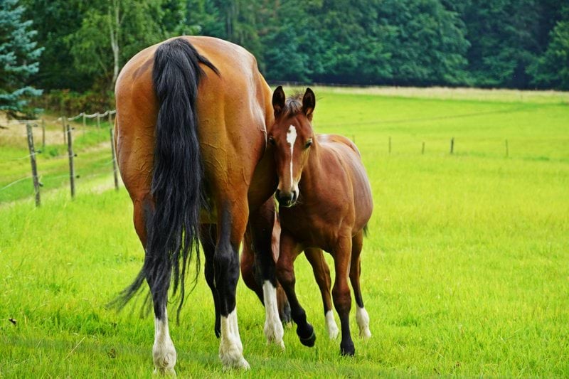 a brown horse standing next to a brown horse on a lush green field