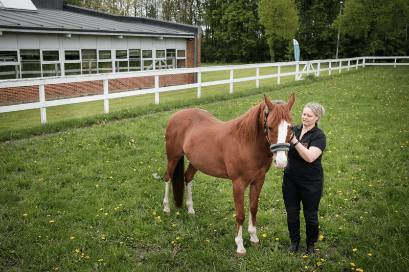 Hest på folden ved Evidensia Dania Hammel Hestehospital