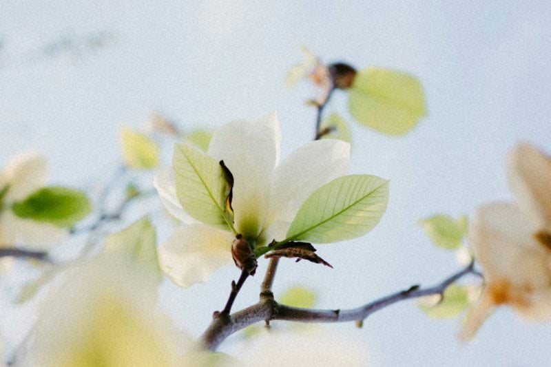 White magnolia blossoms against a pale blue sky.