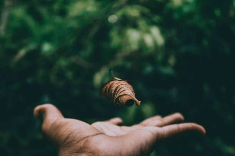 brown and black stripe shell on persons hand