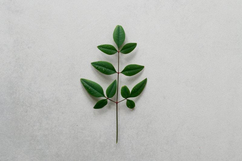 green leaves on white surface